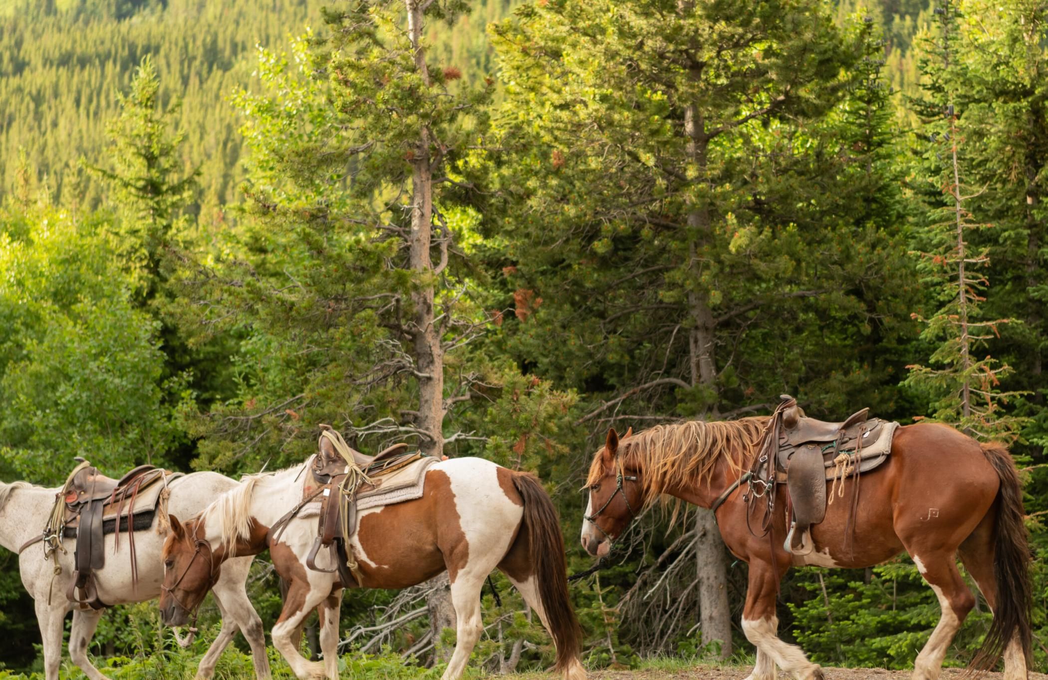 Trail Horses Return to Paddock in a long line