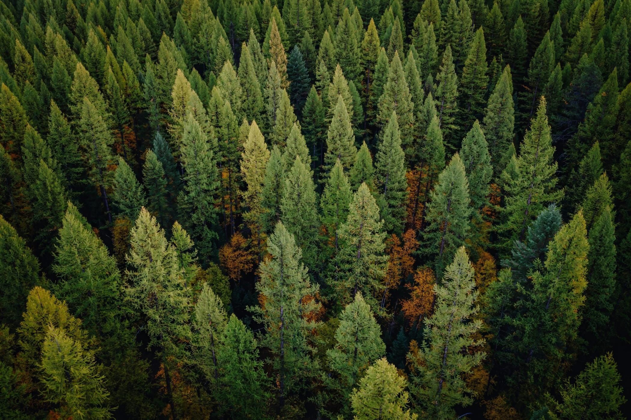 Dense forest canopy, vibrant green and hints of fall color. Aerial view of towering trees. Nature's beauty. , Big Fork, Montana, USA.